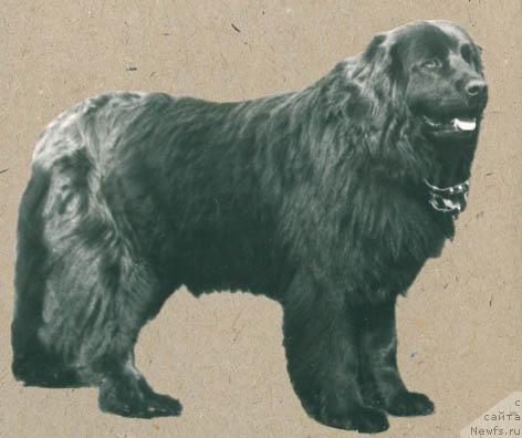 Фото: ньюфаундленд Hil'da (Хильда)