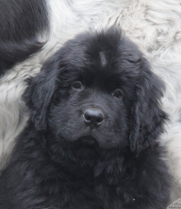 Фото: ньюфаундленд Akvian Song Okeanik Vind (Аквиан Сонг Океаник Винд)