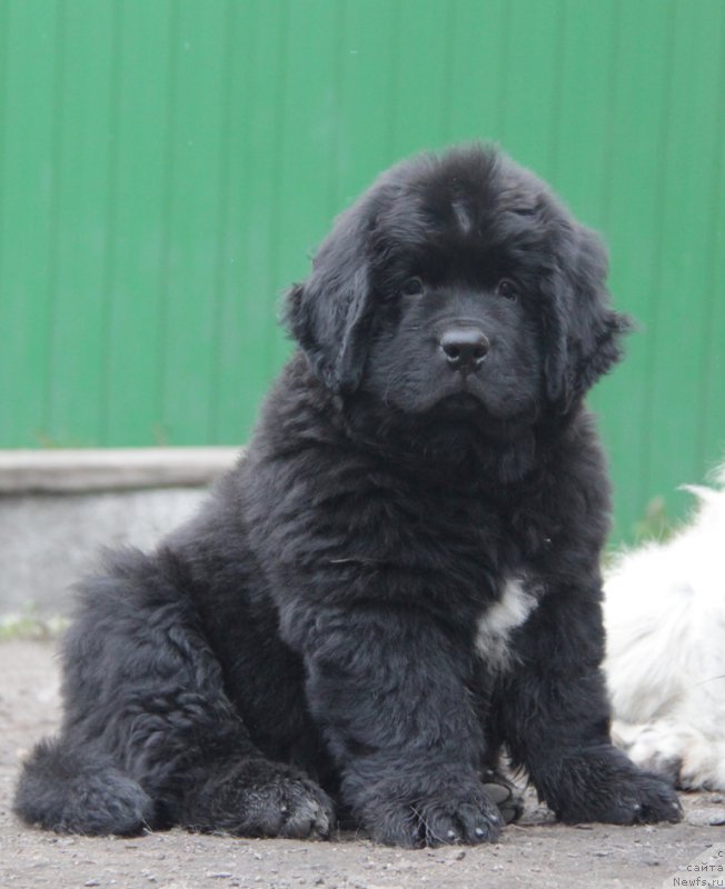 Фото: ньюфаундленд Akvian Song Okeanik Vind (Аквиан Сонг Океаник Винд)