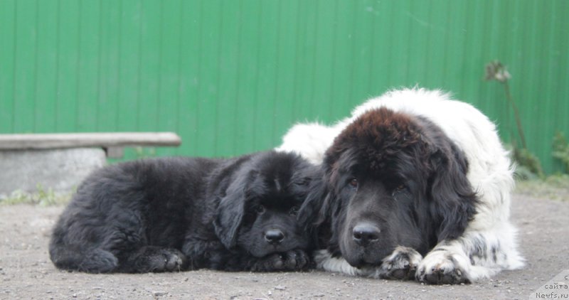 Фото: ньюфаундленд Akvian Song Okeanik Vind (Аквиан Сонг Океаник Винд), и, ньюфаундленд Plyushevaya Panda La Bella (Плюшевая Панда Ла Белла)