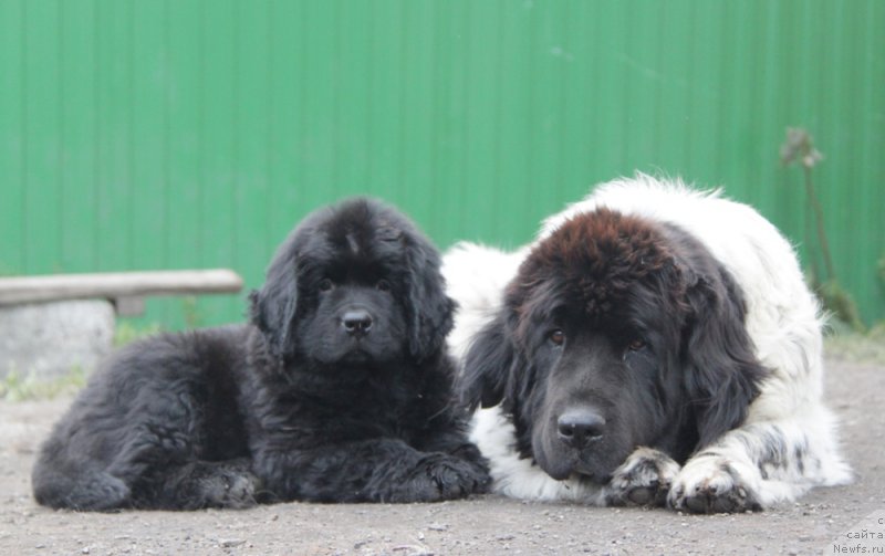 Фото: ньюфаундленд Akvian Song Okeanik Vind (Аквиан Сонг Океаник Винд), и, ньюфаундленд Plyushevaya Panda La Bella (Плюшевая Панда Ла Белла)