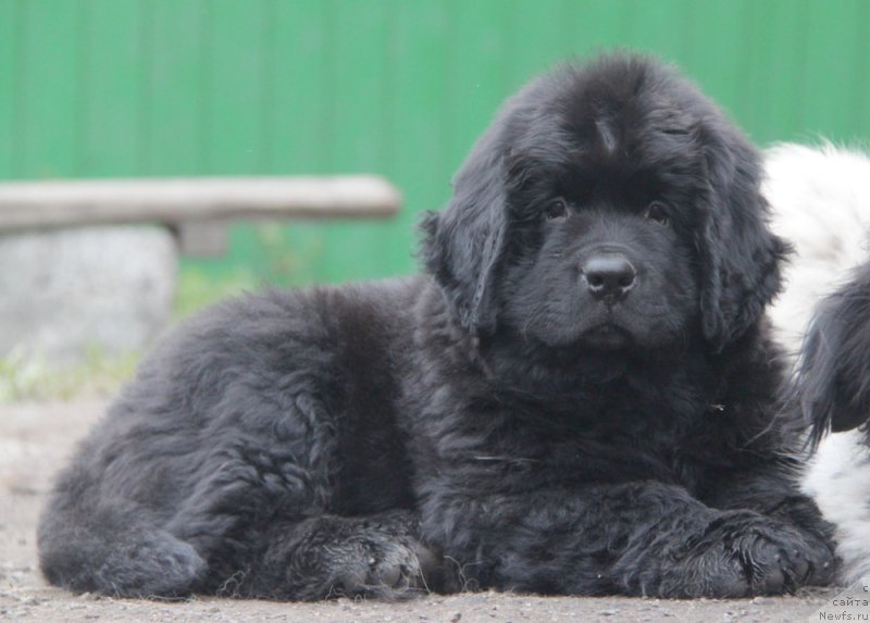 Фото: ньюфаундленд Akvian Song Okeanik Vind (Аквиан Сонг Океаник Винд)