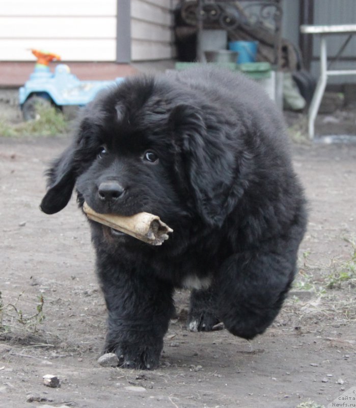 Фото: ньюфаундленд Akvian Song Okeanik Vind (Аквиан Сонг Океаник Винд)