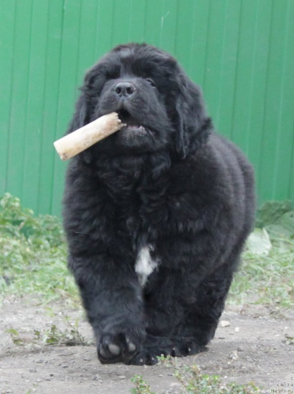 Фото: ньюфаундленд Akvian Song Okeanik Vind (Аквиан Сонг Океаник Винд)