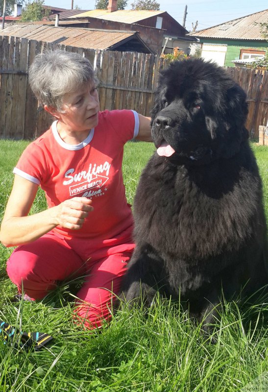 Фото: ньюфаундленд Zhasmine Severny Caprice iz Medvejyego Yara (Жасмин Северный Каприз из Медвежьего Яра)