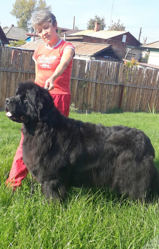 Фото: ньюфаундленд Zhasmine Severny Caprice iz Medvejyego Yara (Жасмин Северный Каприз из Медвежьего Яра)