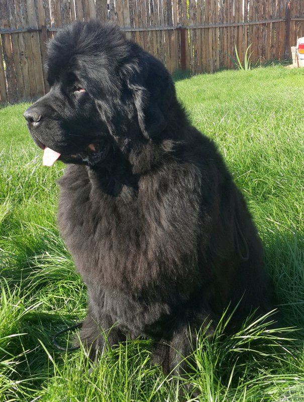 Фото: ньюфаундленд Zhasmine Severny Caprice iz Medvejyego Yara (Жасмин Северный Каприз из Медвежьего Яра)