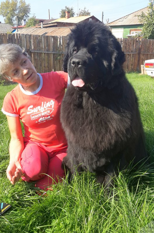 Фото: ньюфаундленд Zhasmine Severny Caprice iz Medvejyego Yara (Жасмин Северный Каприз из Медвежьего Яра)