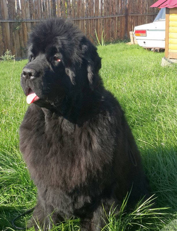 Фото: ньюфаундленд Zhasmine Severny Caprice iz Medvejyego Yara (Жасмин Северный Каприз из Медвежьего Яра)