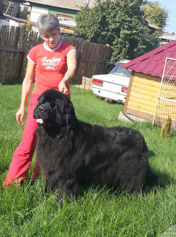 Фото: ньюфаундленд Zhasmine Severny Caprice iz Medvejyego Yara (Жасмин Северный Каприз из Медвежьего Яра)