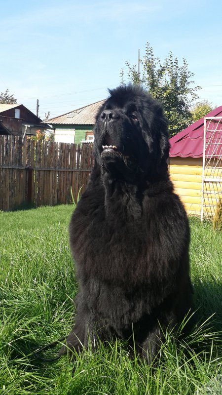 Фото: ньюфаундленд Zhasmine Severny Caprice iz Medvejyego Yara (Жасмин Северный Каприз из Медвежьего Яра)