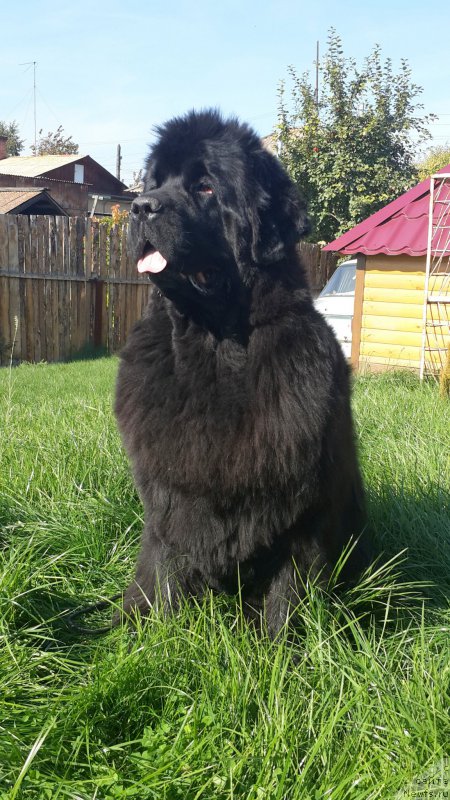 Фото: ньюфаундленд Zhasmine Severny Caprice iz Medvejyego Yara (Жасмин Северный Каприз из Медвежьего Яра)