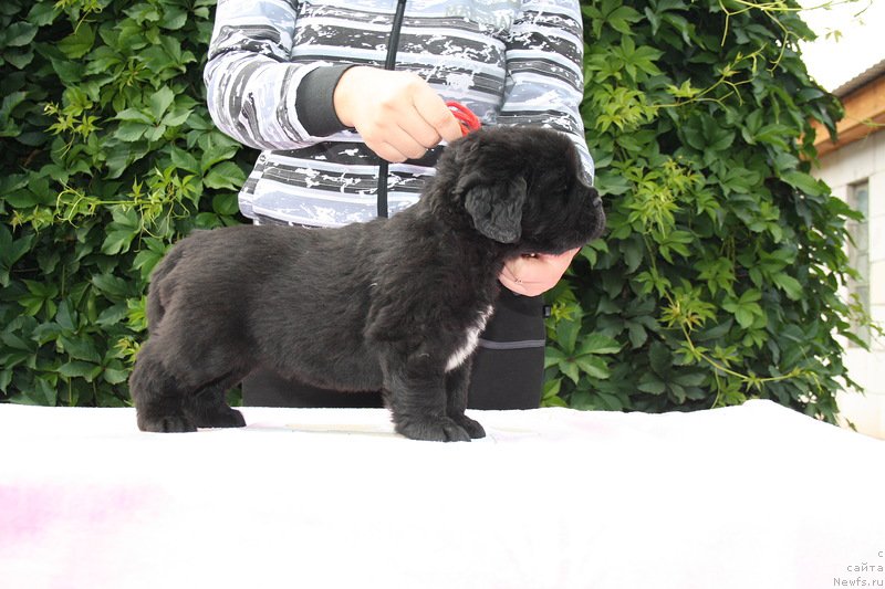 Фото: ньюфаундленд N'yufort Ulyibka Fortunyi (Ньюфорт Улыбка Фортуны)