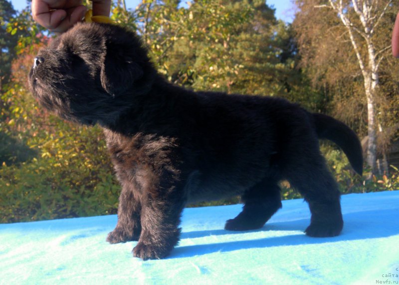 Фото: ньюфаундленд Alfa Dar Oksa Alisa (Альфа Дар Окса Алиса)