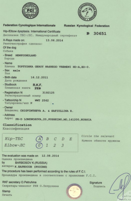 Фото: ньюфаундленд Toptyzhka Geroy Nashego Vremeni (Топтыжка Герой Нашего Времени)