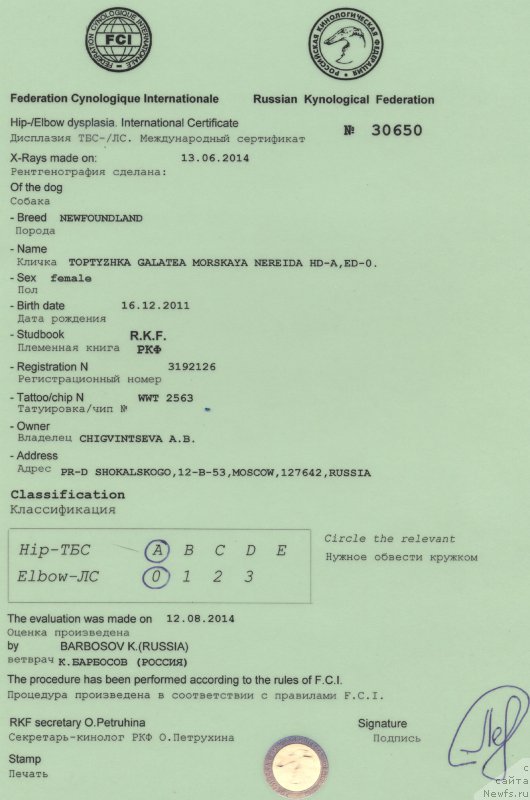 Фото: ньюфаундленд Toptyzhka Galatea Morskaya Nereida (Топтыжка Галатея Морская Нереида)