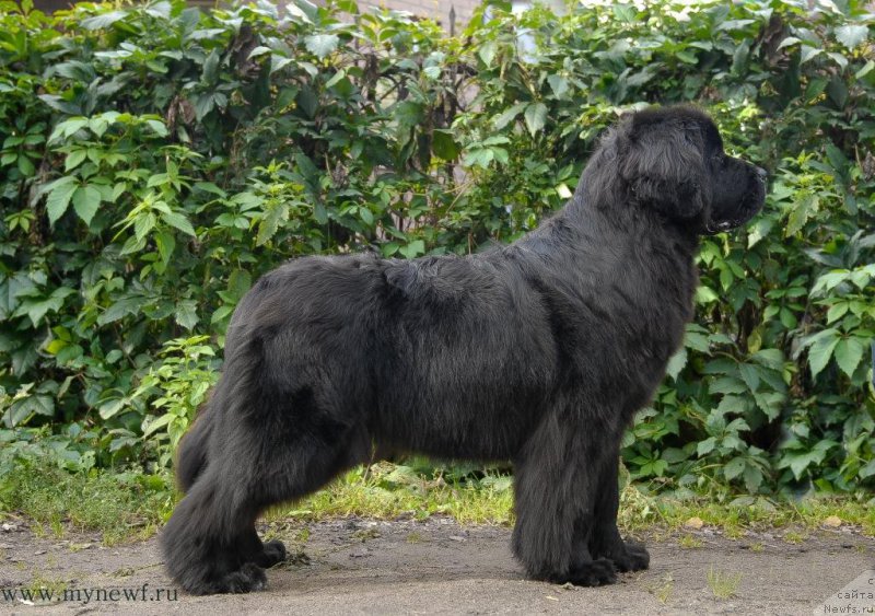 Фото: ньюфаундленд Seabrooks Autumn Kiss for Sent Djons