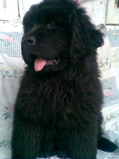 Фото: ньюфаундленд Prelest' (Прелесть)