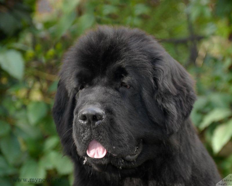 Фото: ньюфаундленд Seabrooks Autumn Kiss for Sent Djons