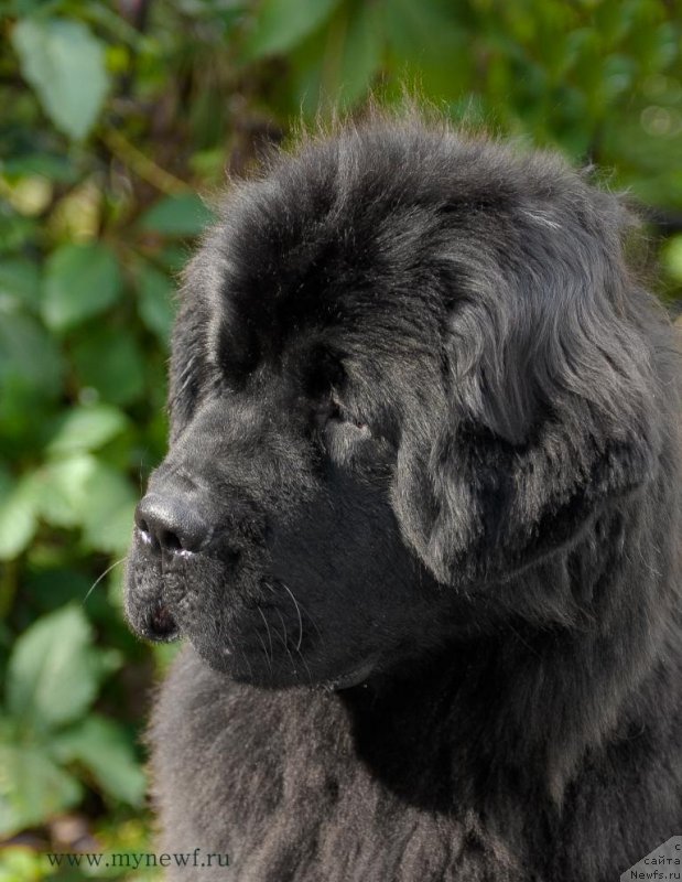 Фото: ньюфаундленд Seabrooks Autumn Kiss for Sent Djons