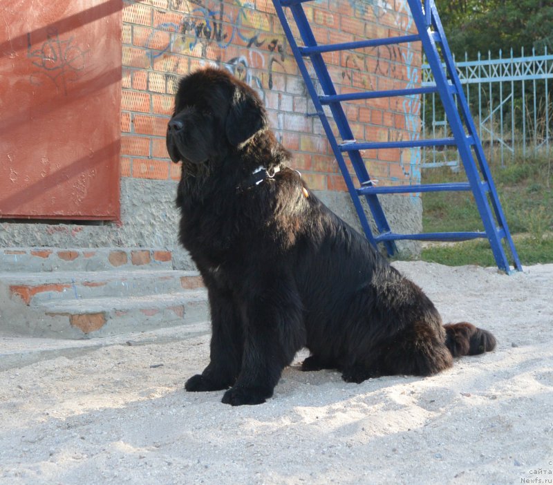 Фото: ньюфаундленд Beguschaya po Volnam Hand Made (Бегущая по Волнам Ханд Маде)