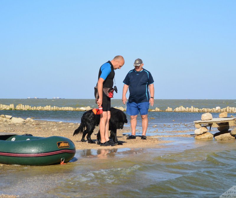 Фото: ньюфаундленд Beguschaya po Volnam Elvis (Бегущая по Волнам Елвис), Anton YAkovlev (Антон Яковлев), Vladimir Klyuchenovich (Владимир Ключенович)