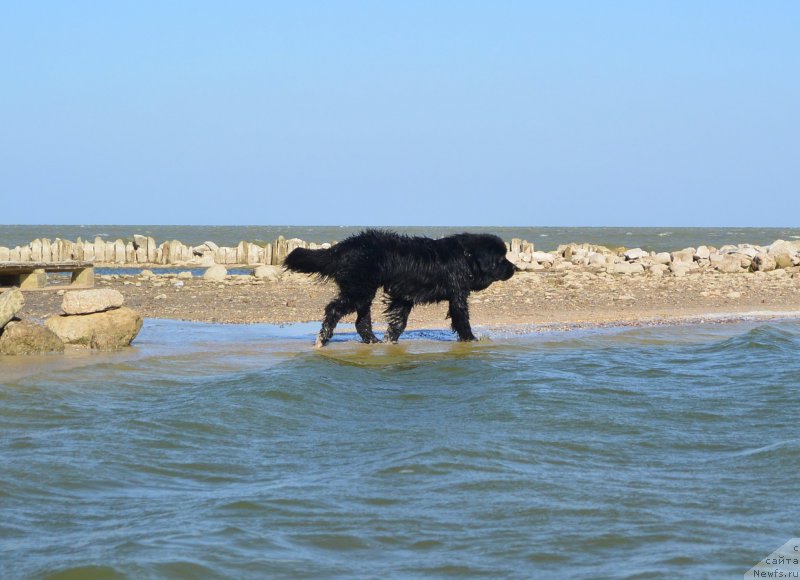Фото: ньюфаундленд Beguschaya po Volnam Elvis (Бегущая по Волнам Елвис)