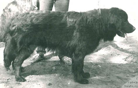 Фото: ньюфаундленд Nik Don Barton (Ник Дон Бартон)