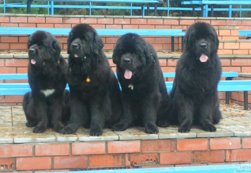 Фотография № 163807