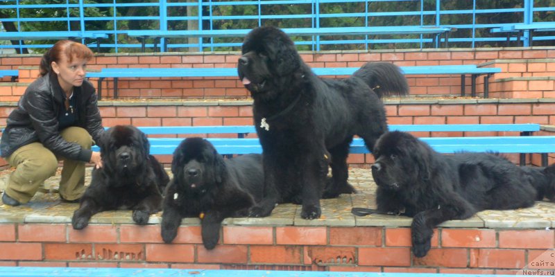 Фото: ньюфаундленд Beguschaya po Volnam Elegant Elizabeth (Бегущая по Волнам Елегант Елизабетх), ньюфаундленд Beguschaya po Volnam Hand Made (Бегущая по Волнам Ханд Маде), ньюфаундленд Beguschaya po Volnam Elvis (Бегущая по Волнам Елвис), ньюфаундленд Beguschaya po Volnam Esperanto Etulo CHui (Бегущая по Волнам Есперанто Етуло Чуи)