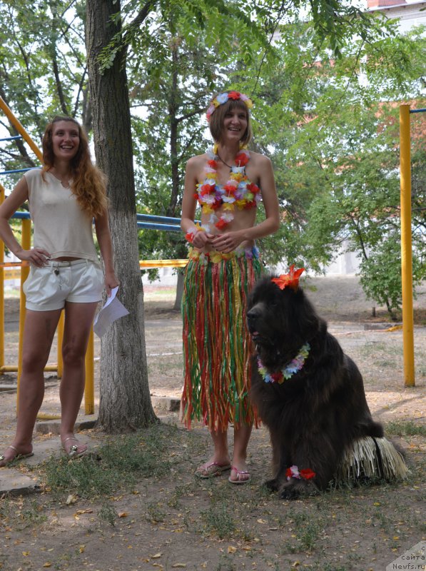 Фото: Evgeniya Vengerenko (Евгения Венгеренко), Anastasiya Kireeva (Анастасия Киреева), ньюфаундленд Dyurbahler Klab Al'faretta Vin'etta (Дюрбахлер Клаб Альфаретта Виньетта)