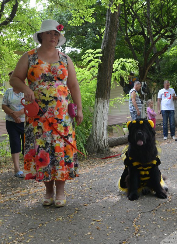 Фото: ньюфаундленд Sent Djons Joselin (Сент Джонс Жоселин), Наташа