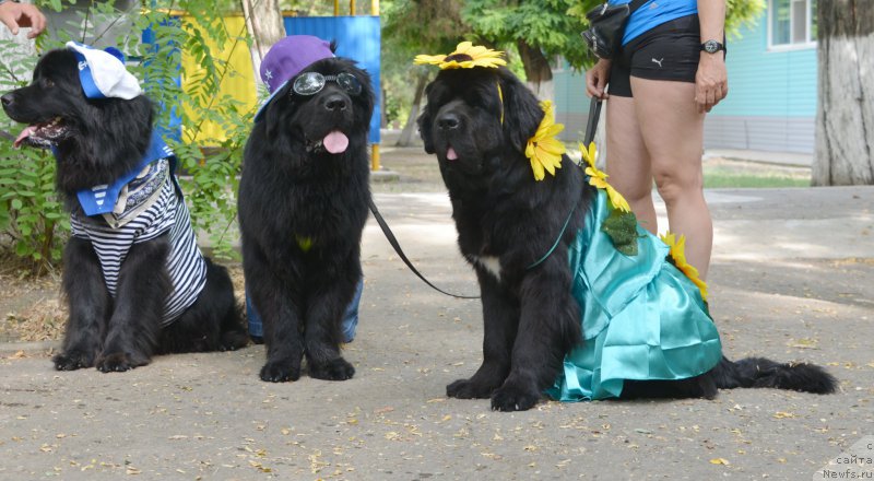 Фото: Агафон, ньюфаундленд Beguschaya po Volnam Esperanto Etulo CHui (Бегущая по Волнам Есперанто Етуло Чуи), ньюфаундленд Beguschaya po Volnam Elegant Elizabeth (Бегущая по Волнам Елегант Елизабетх)