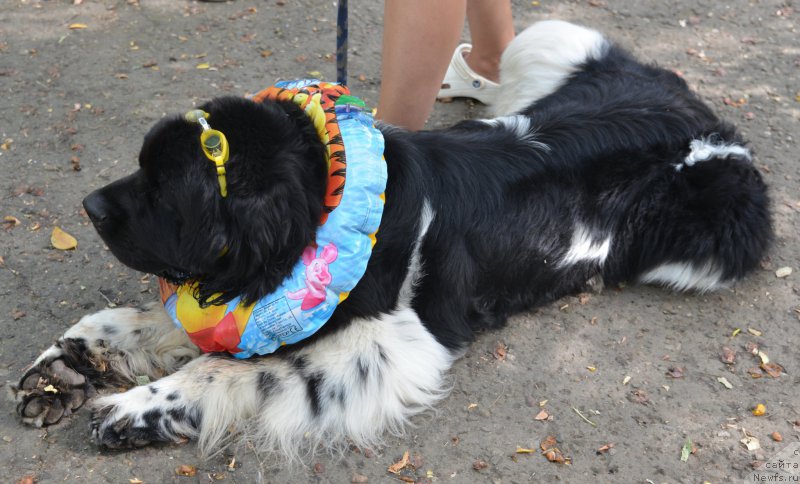 Фотография № 163820