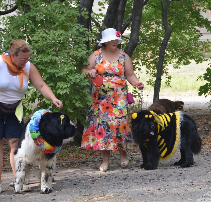 Фото: Natal'ya Belyaeva (Наталья Беляева), ньюфаундленд Keeper Soul Nice Guy (Кипер Соул Найс Гай), Наташа, ньюфаундленд Sent Djons Joselin (Сент Джонс Жоселин)