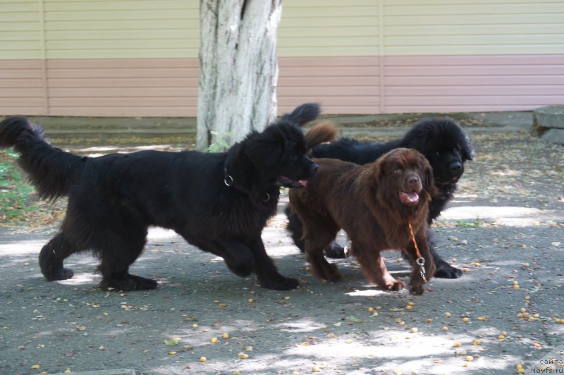 Фотография № 163839