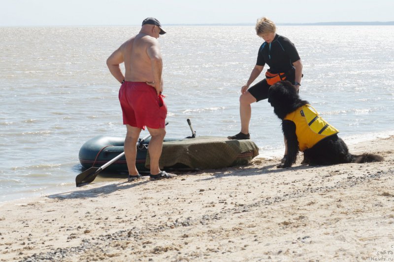 Фото: Vladimir Klyuchenovich (Владимир Ключенович), Margarita Zavackova (Маргарита Завацкова), ньюфаундленд Beguschaya po Volnam Esperanto Etulo CHui (Бегущая по Волнам Есперанто Етуло Чуи)