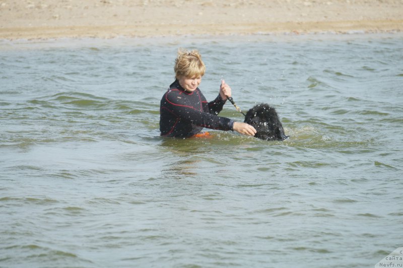 Фото: Margarita Zavackova (Маргарита Завацкова), ньюфаундленд Beguschaya po Volnam Esperanto Etulo CHui (Бегущая по Волнам Есперанто Етуло Чуи)