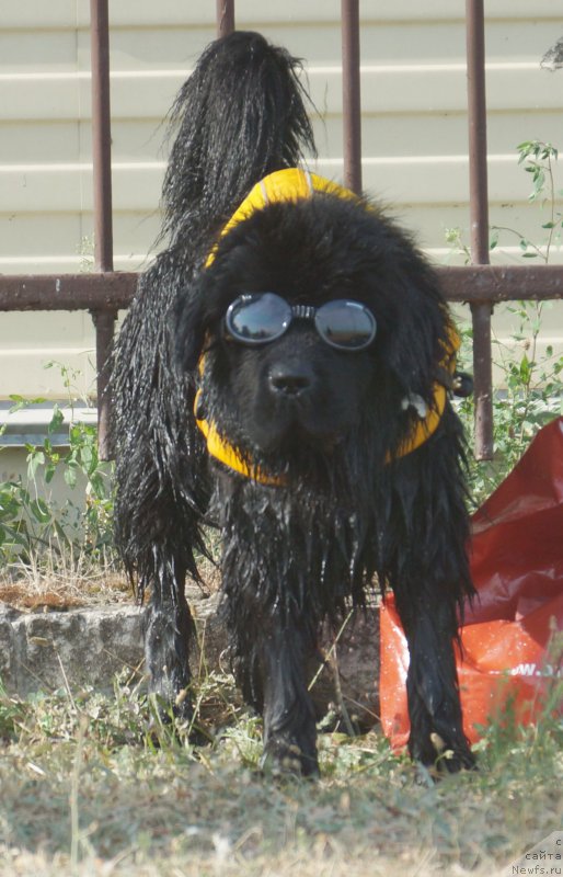 Фото: ньюфаундленд Beguschaya po Volnam Esperanto Etulo CHui (Бегущая по Волнам Есперанто Етуло Чуи)