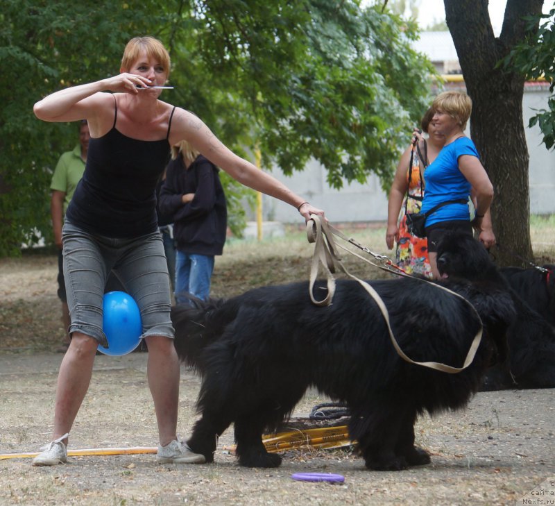 Фото: Elena Kirpa (Елена Кирпа), ньюфаундленд Charuyuschiy Chezario (Чарующий Чезарио)