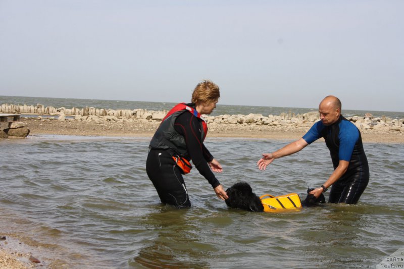 Фото: Margarita Zavackova (Маргарита Завацкова), ньюфаундленд Beguschaya po Volnam Esperanto Etulo CHui (Бегущая по Волнам Есперанто Етуло Чуи), Anton YAkovlev (Антон Яковлев)