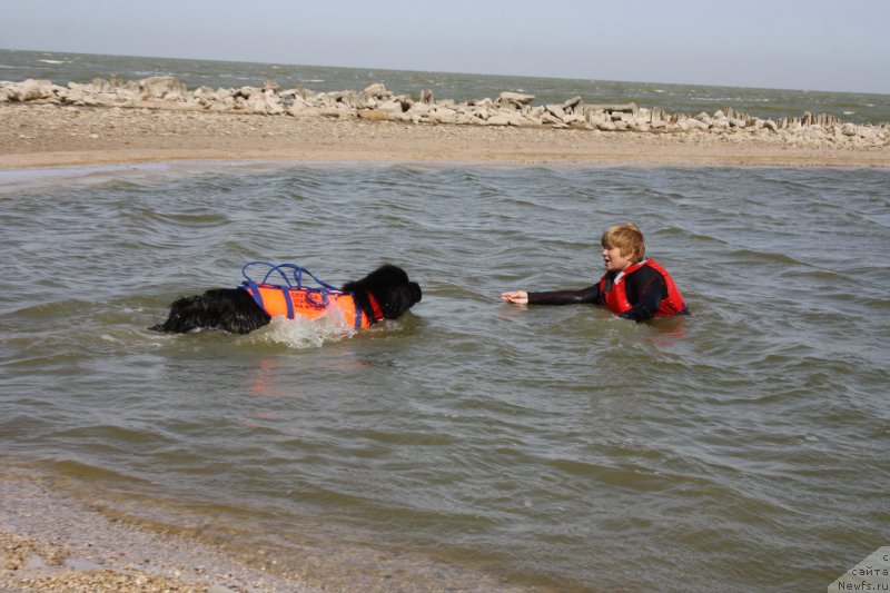 Фото: ньюфаундленд Sent Djons Joselin (Сент Джонс Жоселин), Margarita Zavackova (Маргарита Завацкова)