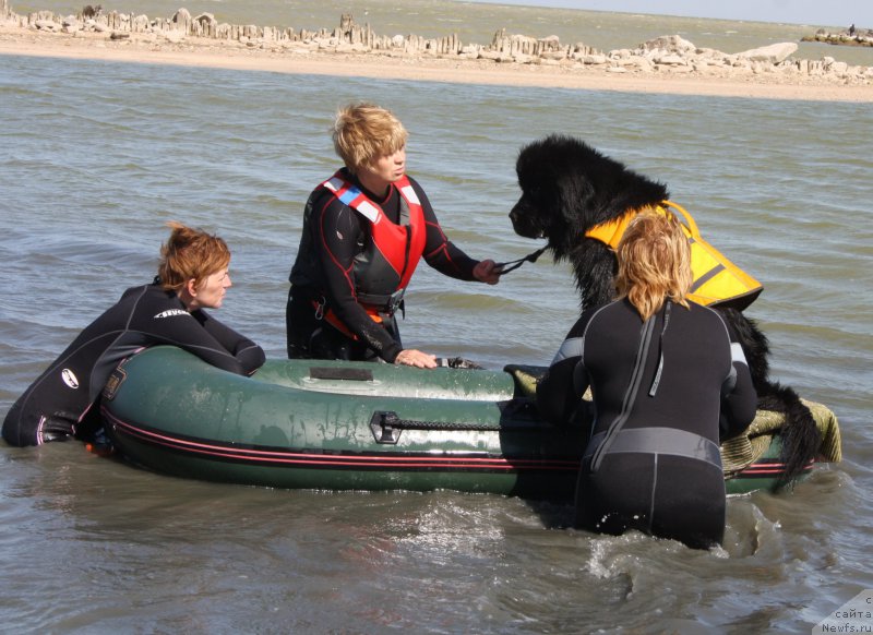 Фото: Elena Kirpa (Елена Кирпа), Margarita Zavackova (Маргарита Завацкова), ньюфаундленд Beguschaya po Volnam Esperanto Etulo CHui (Бегущая по Волнам Есперанто Етуло Чуи), Elena Bajutina (Елена Бажутина)
