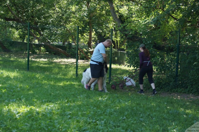 Фото: Mihail Mihaylov (Михаил Михайлов), ньюфаундленд Sent Djons Vanilla Ice (Сент Джонс Ванилла Айс)