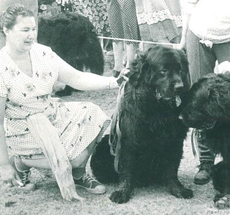 Фото: ньюфаундленд Byek Ben (Бэк Бен)