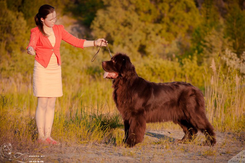 Фото: ньюфаундленд Andjelo Orso Ayrin (Анджело Орсо Айрин)