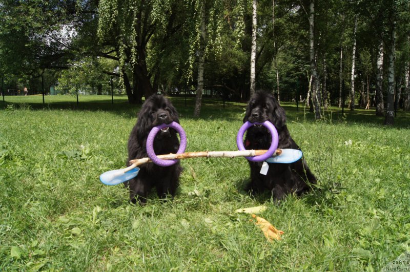 Фото: ньюфаундленд Beguschaya po Volnam Foget Mi Not (Бегущая по Волнам Фогет Ми Нот), ньюфаундленд Black Blues iz Volotova