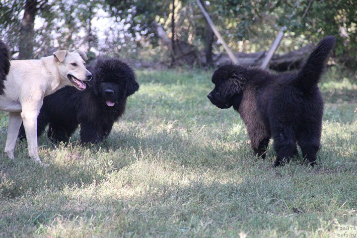 Фото: ньюфаундленд Aramis s Berega Dona (Арамис с Берега Дона), ньюфаундленд A'Portos s Berega Dona (А'Портос с Берега Дона), и, ТикиТа