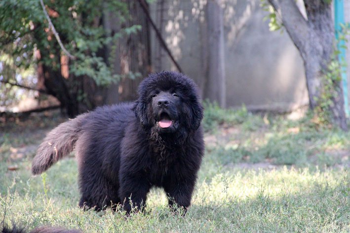 Фото: ньюфаундленд Aramis s Berega Dona (Арамис с Берега Дона)