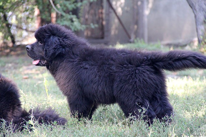 Фото: ньюфаундленд A'Portos s Berega Dona (А'Портос с Берега Дона)